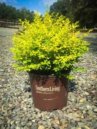 Maybe you would like to learn more about one of these? Sunshine Privet Hedges For Sale Online The Tree Center
