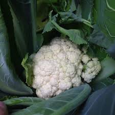 Check the heads every couple of days. Growing Cauliflower Plants Avoiding Common Problems Family Food Garden Cauliflower Plant Growing Cauliflower Food Garden