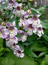 Care Of Angelonia How To Grow An Angelonia Plant Flower Care Plants Annual Plants