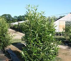'otto luyken' 2 gal (34) 80: Prunus Laurocerasus Schipkaensis Skip Laurel From Pleasant Run Nursery