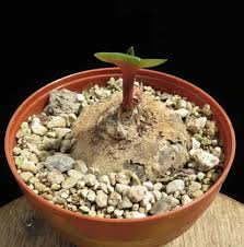 Image result for Eriospermum mackenii