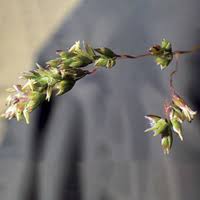 Image result for Poa schimperiana