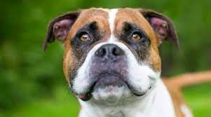 They can weigh 50 to 190 lbs with a life expectancy of 7 to 12 years. Great Dane Boxer Mix Boxane Breed Info Facts Puppy Prices More