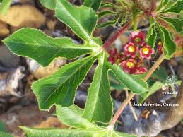 Image result for Jatropha seineri