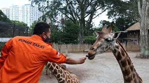 Pembangunan lokasi wisata yang juga dikenal dengan nama kebun binatang siantar ini. Rp25 000 Bantu Satwa Tetap Hidup Di Tengah Corona