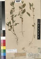 Image result for Justicia heterocarpa