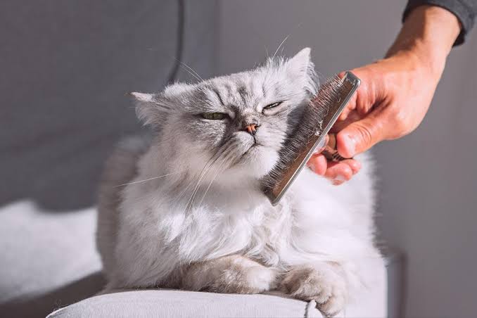 Cat being groomed