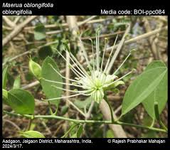 Image result for Maerua