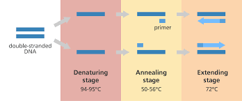 What Is Pcr Polymerase Chain Reaction Facts