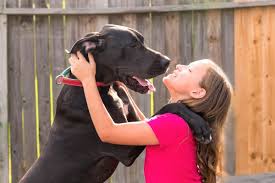 Find out about the great dane here. 10 Best Great Dane Rescues For Adoption 2021 Our Top 10 Picks