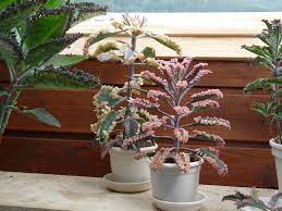 Pin On Jardin