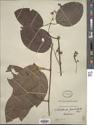 Image result for Flabellaria paniculata