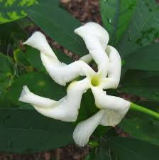 Image result for Tabernaemontana penduliflora