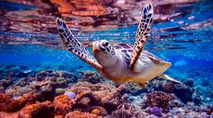 We did not find results for: Using Artificial Intelligence To Save Coral Reefs Nasdaq