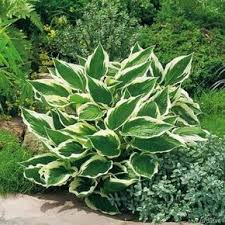 12 Robuste Stauden Fur Den Garten Garten Bepflanzen Garten Garten Anpflanzen