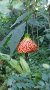 Check spelling or type a new query. Abutilon Flowering Maple Biltmore Ballgown Plants Flowers Ball Gowns