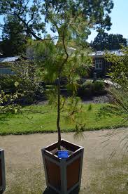 Image result for Pinus maximinoi