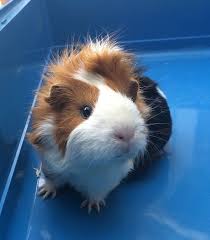 Main Page Porquinho Da India Imagens De Animais Tudo Sobre Animais