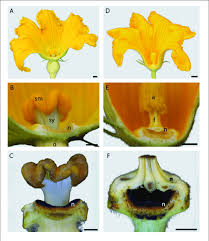 Squash blossoms (called courgette flowers in great britain) are the edible flowers of cucurbita species, particularly cucurbita pepo, the species that produces zucchini (courgette), marrow, spaghetti squash, and many other types of squash. Comparison Of Female A And Male D Cucurbita Maxima Flower And Download Scientific Diagram