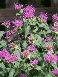 Pin On Outdoor Plants Flowers