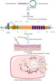 Check spelling or type a new query. Designing A Novel Mrna Vaccine Against Sars Cov 2 An Immunoinformatics Approach Sciencedirect