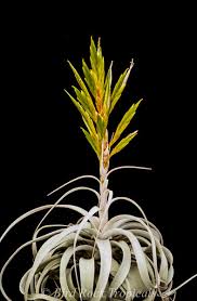 Image result for Xerophyta zambiana