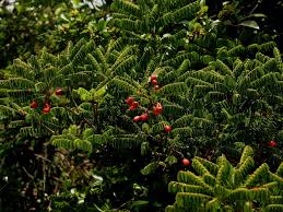 Image result for Rourea