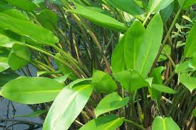 Peltandra virginica is a plant of the arum family known as green arrow arum and tuckahoe. Peltandra Virginica Green Arrow Arum Go Botany