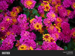 Pink flowers are a beautiful option for a variety of occasions — browse our collection of pink flowers ranging from baby pink blooms to hot fuschia florals. Pink Lantana Flowers Image Photo Free Trial Bigstock
