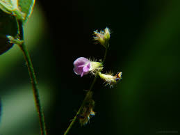 Image result for Teramnus