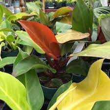 Knollwood Garden Center On Instagram Philodendron Moonlight Knollwoodgardencenter Beavercreek Dayton Xe Garden Center Philodendron Moonlight Philodendron