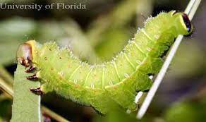 The rosy maple caterpillar is a striped, bright neon green caterpillar with a brown head, bands of black dots, and a pair of black antennae. Luna Moth Actias Luna Linnaeus