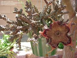 I found an answer myself by rooting a cutting of edithcolea grandis myself. Plantfiles Pictures Ceropegia Species Persian Carpet Flower Ceropegia Sordida By Plexippus