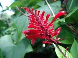 Image result for Acanthaceae