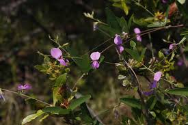 Image result for Galactia