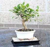 Brussel's Bonsai - Live Golden Gate Ficus Bonsai Tree with Ceramic Bonsai  Pot & Humidity Tray, Indoor Bonsai Plant, 7 Years Old, 8-16 Inches Tall, ...