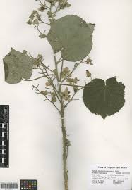 Image result for Abutilon longicuspe
