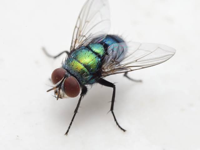 Blow & Bottle Flies | Pest Info | Interstate Pest Management