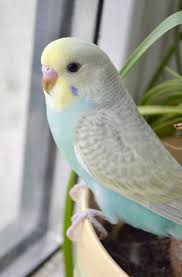 Types Of Birds You Can Have As Pets Look What I Found Petsmart Coupons Nice Best Pet Birds Budgies Bird Pet Birds