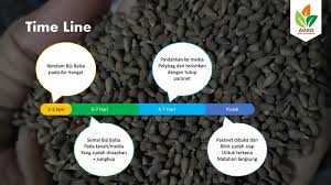 Setelah memilih benih kamu bisa mempersiapkan peralatan lainnya. Cara Semai Biji Balsa Agar Tumbuh Optimal Agro Bibit Id