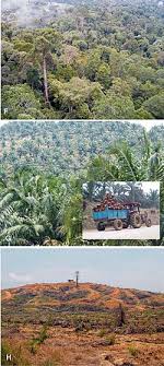 Apr 21, 2018 · namun aktiviti in juga mendatangkan kesan ke atas alam sekitar fizikal dan manusia. Kesan Sosial Dan Alam Sekitar Terhadap Minyak Sawit Wikipedia Bahasa Melayu Ensiklopedia Bebas