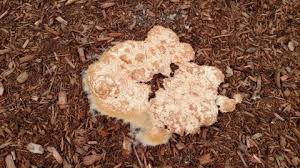 why does a fungus can grow on mulch