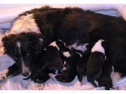 The barking boutique has border collie puppies for sale! Border Collie Puppies In Michigan