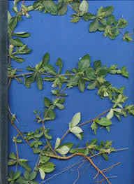 Image result for Blepharis maderaspatensis