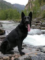 Black And Cream Colored German Shepherd German Shepherd Vs Belgian Malinois Black German Shepherd Dog Shepherd Dog German Shepherd Dogs