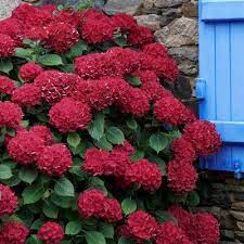 3pc Hydrangea Red Beauty National Plant Network Hydrangea Landscaping Hydrangea Shrub Red Hydrangea