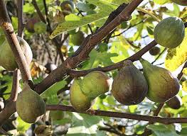 Epingle Sur Jardin