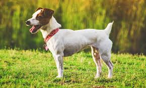 But because he is a big pooch, early training is essential for controlling his worst puppy instincts before he gets too large to handle. 10 Amazing Small Dog Breeds With Short Hair Low Grooming Needs