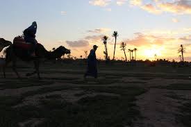 After a safety briefing, climb into the saddle on the back of the camel and relax as you enjoy a ride through the verdant palms and sands. Sunset Camel Ride In The Palm Grove Of Marrakech