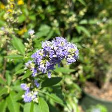 Image result for Vitex schliebenii